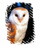 Discover Barn Owl 2