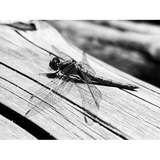 Discover Dragonfly on a log