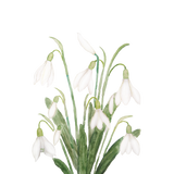 Discover white snowdrop flower botanical watercolor paintin