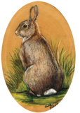 Discover "Wild Bunny Rabbit"