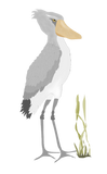 Discover Shoebill Stork Women's T