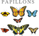 Discover Butterfly Lover | Types of Beautiful Papillons