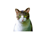 Discover Don't Be a Pussy. Get Vaccinated personalized