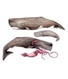 Discover Sperm whale trio