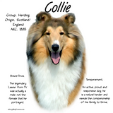 Discover Sable Rough Collie Meet the Breed
