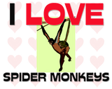 Discover I Love Spider Monkeys