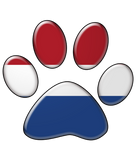 Discover Dutch patriotic cat