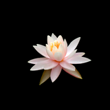 Discover A pink lotus