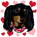 Discover Valentine Long Haired Black Doxie