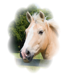 Discover Beautiful horse head palamino photo