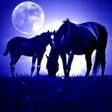 Discover Horses in Blue Night