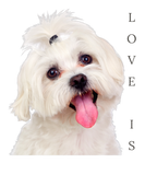 Discover Bichon Maltese Dog Mom Dad Puppy Bichon Frise Malt