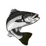 Discover Striped Bass Fishing