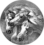 Discover Circle of Horses