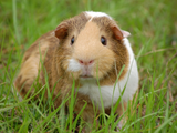 Discover Cute orange-white guinea pig in grass