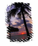 Discover Aruba, silhouette of palm tree and palapa on