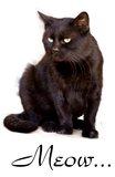 Discover Beautiful Adorable Black Cat Poses Vigilant Eyes
