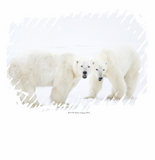 Discover Polar Bears standing on snow after playing 2