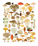Discover Mushroom Mycology Fungi Foraging Mushroom Whispere