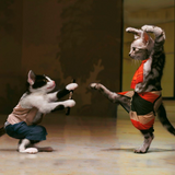 Discover Karate cats