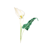 Discover one white calla lily watercolor polo