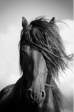 Discover Friesian stallion in the wind.