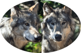 Discover Grey Wolves in the Wild