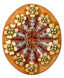 Discover Botryllus helleborus, Ernst Haeckel Fine Art