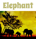 Discover Elephants Sunset