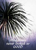 Discover Windblown Palm Tree Tropical Chic
