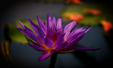 Discover Purple Lotus Waterlily