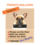 Discover Love My French Bulldog Despite Bad Habits