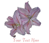 Discover floral picture of pink lily flowers