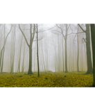 Discover Fantasy forest with fog and yellow foliage