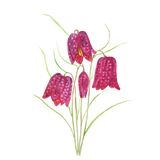 Discover purple snake's head fritillary watercolor