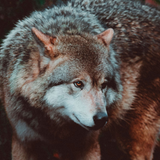 Discover Grey Wolf looking in the forest