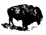 Discover Pop Art Black White Buffalo Bison Silhouette