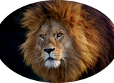 Discover Wild Predator Lion with Mane