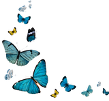Discover Colorful Butterflies Design