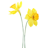 Discover yellow daffodils watercolor painting