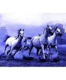 Discover Running Horses & Blue Moonlight