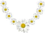 Discover White Daisy Chain