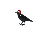 Discover Christmas Crow