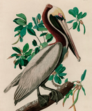 Discover Brown Pelican Birds of America Audubon Print
