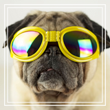 Discover Pug with Goggles