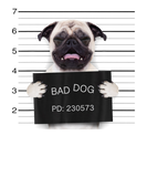 Discover Funny Pug Dog Jail Mugshot Bad Dog Criminal Pug Lo