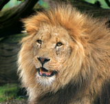 Discover lion beautiful portrait unisex mens