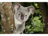 Discover Australia koala bear cute animal