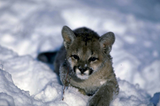 Discover Cougar-small cub on snow