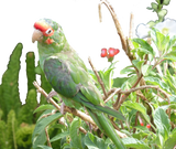 Discover Green Lorikeet Jersey Bird